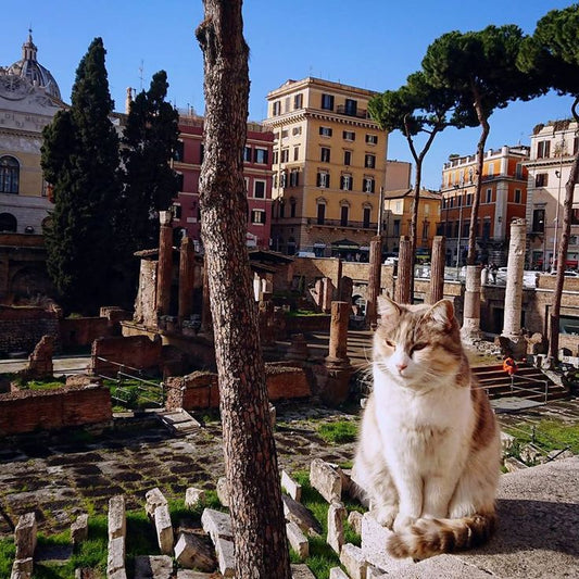 regal cats in rome - from pinterest traveling-cats